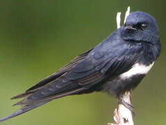 White-banded Swallow