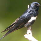 Hirondelle à ceinture blanche