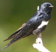 White-banded Swallow