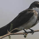 Hirondelle à collier
