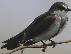 Banded Martin