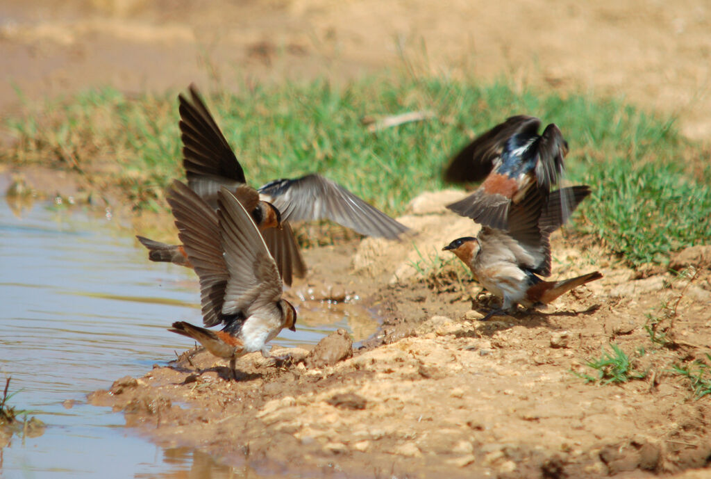 Hirondelle à front brun