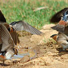 Hirondelle à front brun
