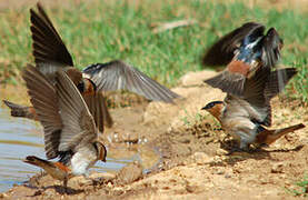 Cave Swallow