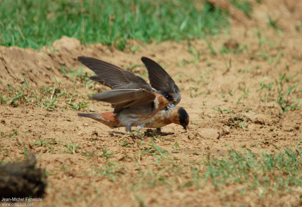 Hirondelle à front brunadulte, Nidification