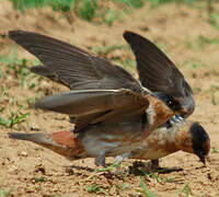 Cave Swallow