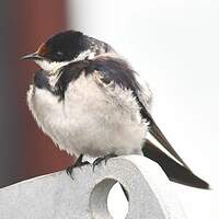 Hirondelle à gorge blanche