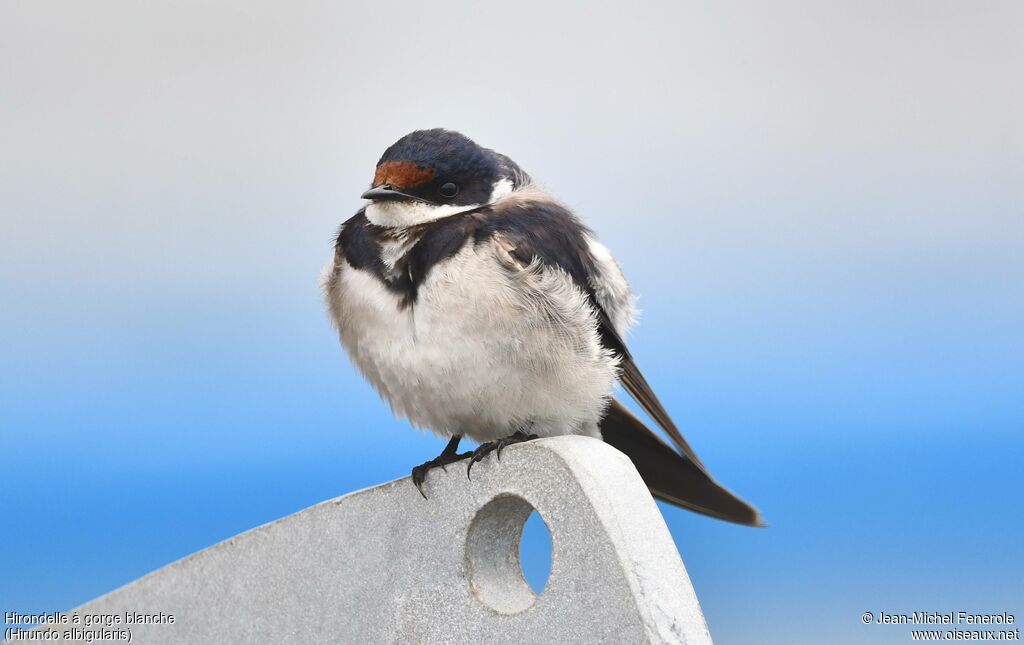 Hirondelle à gorge blanche