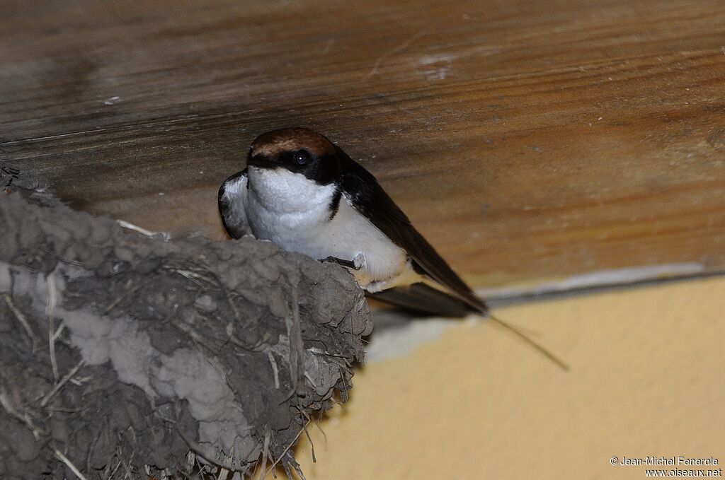 Hirondelle à longs brins