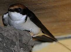 Wire-tailed Swallow