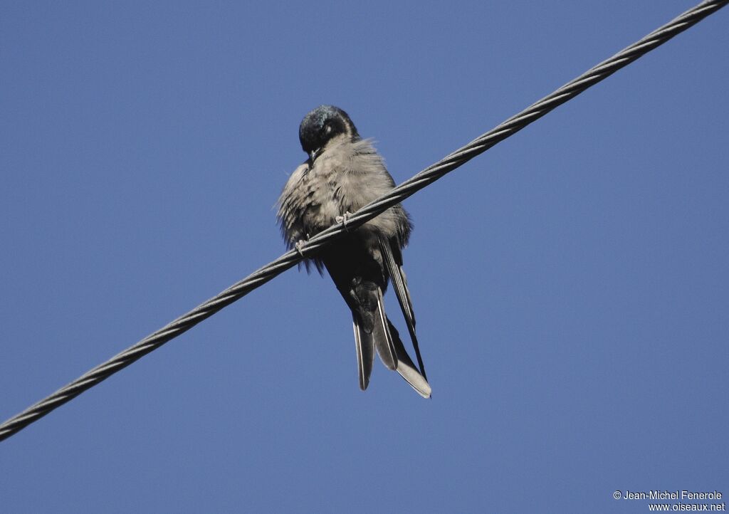 Hirondelle à ventre brun