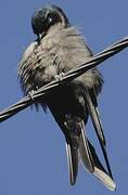 Brown-bellied Swallow