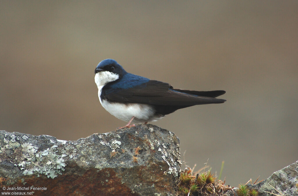 Blue-and-white Swallowadult