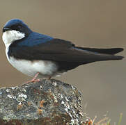 Blue-and-white Swallow