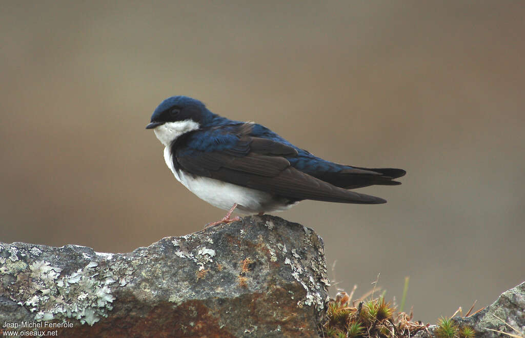 Hirondelle bleu et blancadulte, identification