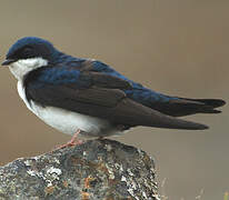 Blue-and-white Swallow