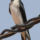 Hirondelle chalybée