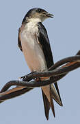 Grey-breasted Martin