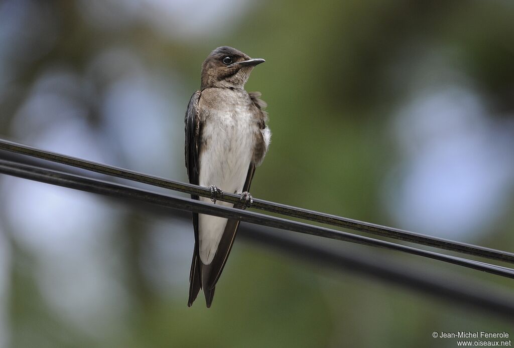 Hirondelle chalybée