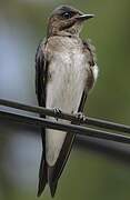 Grey-breasted Martin