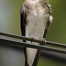 Hirondelle chalybée