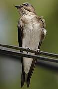 Grey-breasted Martin