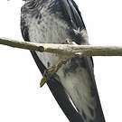 Hirondelle chalybée