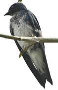 Grey-breasted Martin