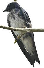 Hirondelle chalybée