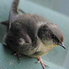 Hirondelle de Fischer