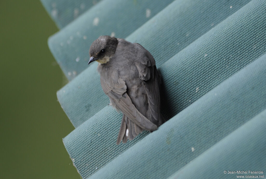 Red-throated Rock Martin