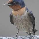 Hirondelle de Java