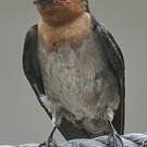 Hirondelle de Java