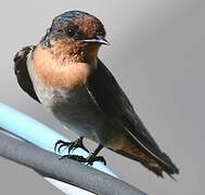 Pacific Swallow