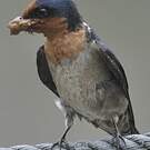 Hirondelle de Java