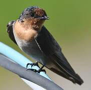Pacific Swallow