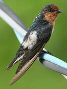 Pacific Swallow