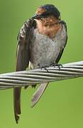 Pacific Swallow
