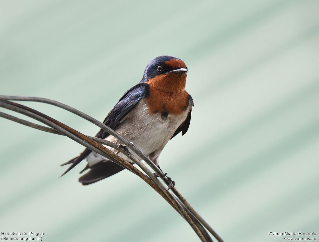 Angolan Swallow