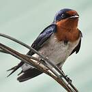 Hirondelle de l'Angola