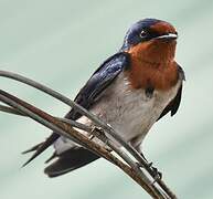 Angolan Swallow