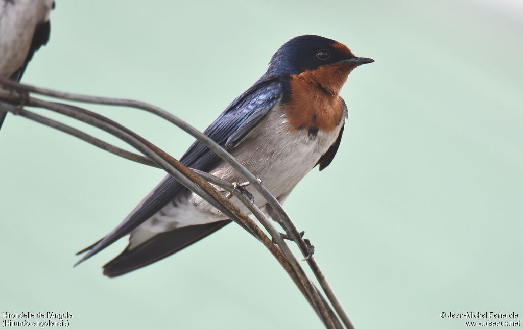 Hirondelle de l'Angola