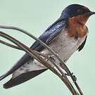 Hirondelle de l'Angola