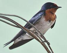 Angolan Swallow