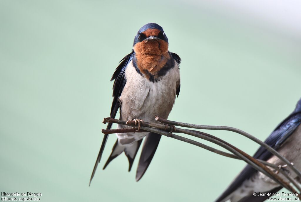 Hirondelle de l'Angola