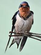 Angola Swallow