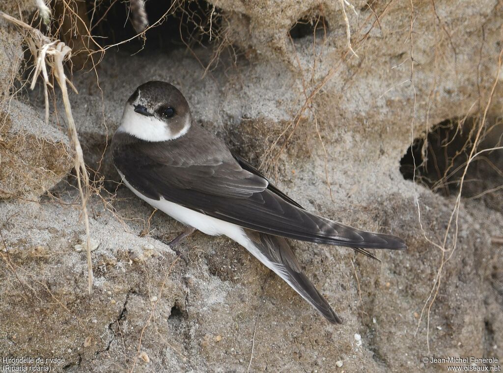Sand Martin
