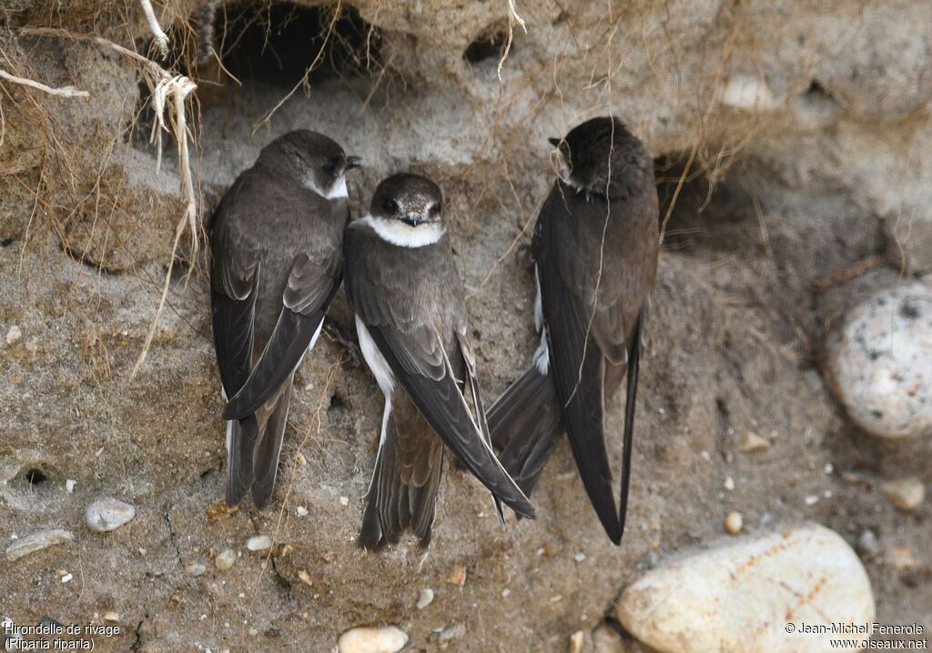 Sand Martin
