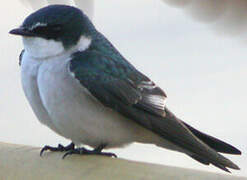 Mangrove Swallow