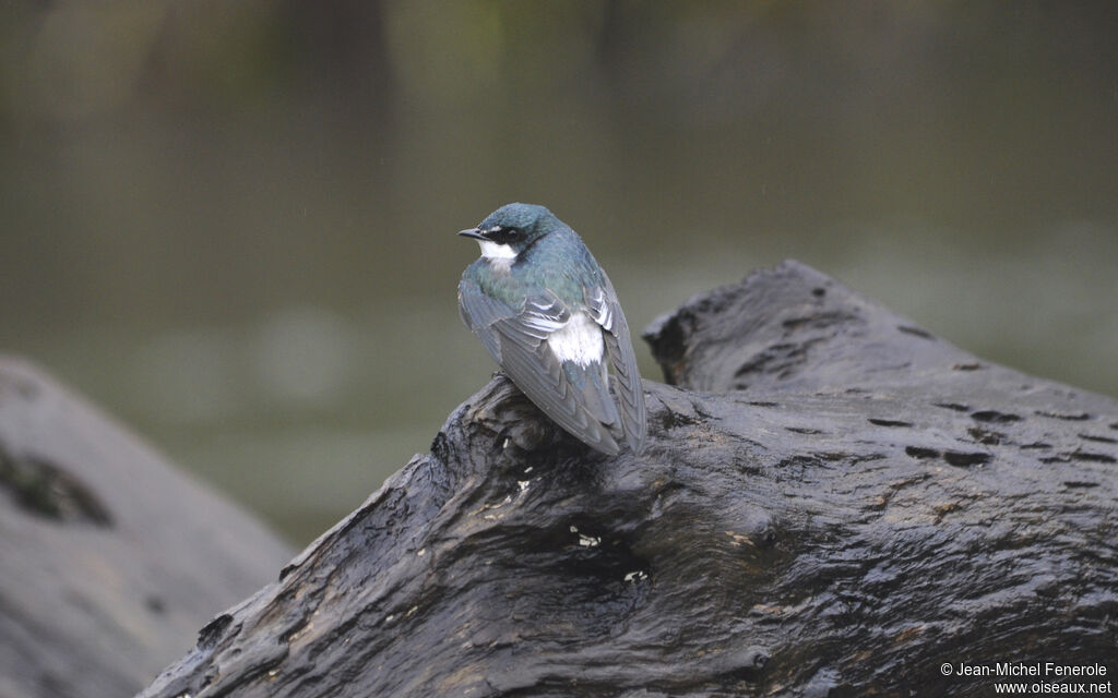 Hirondelle des mangroves